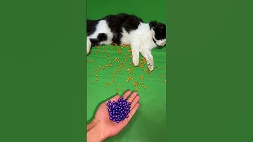 🌈reversed video ASMR🎉 #cat #asmr #reverse #reversevideo #catvideos  #marblerun