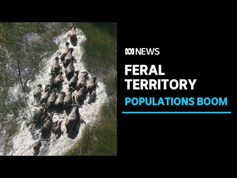 The feral threat facing Kakadu National Park | ABC News