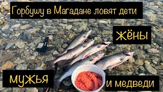 Горбушу в Магадане ловят дети, жёны, мужья и медведи.