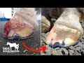 GROWTH in HORSE HOOF gone! | Horseshoeing Pinto Bean one last time | Satisfying