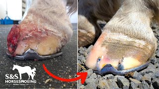 GROWTH in HORSE HOOF gone! | Horseshoeing Pinto Bean one last time | Satisfying