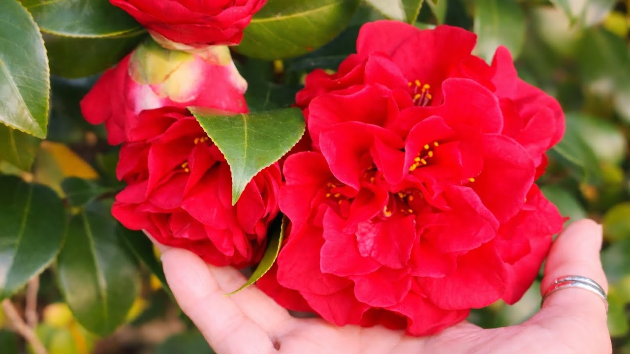 ♥️Beautiful Red Camellia Plant | Complete Care Guide & Flower Details