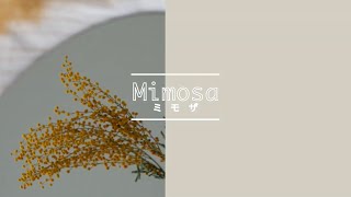 Mimosa -Today's Flower-                               ⚫︎Feb.17. 2022⚫︎
