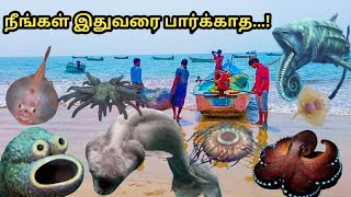 அரியவகை கடல்வாழ் உயிரினங்கள்  Rare species of marinelife in Thoothukudi Harbour beach | Tamilvlogs