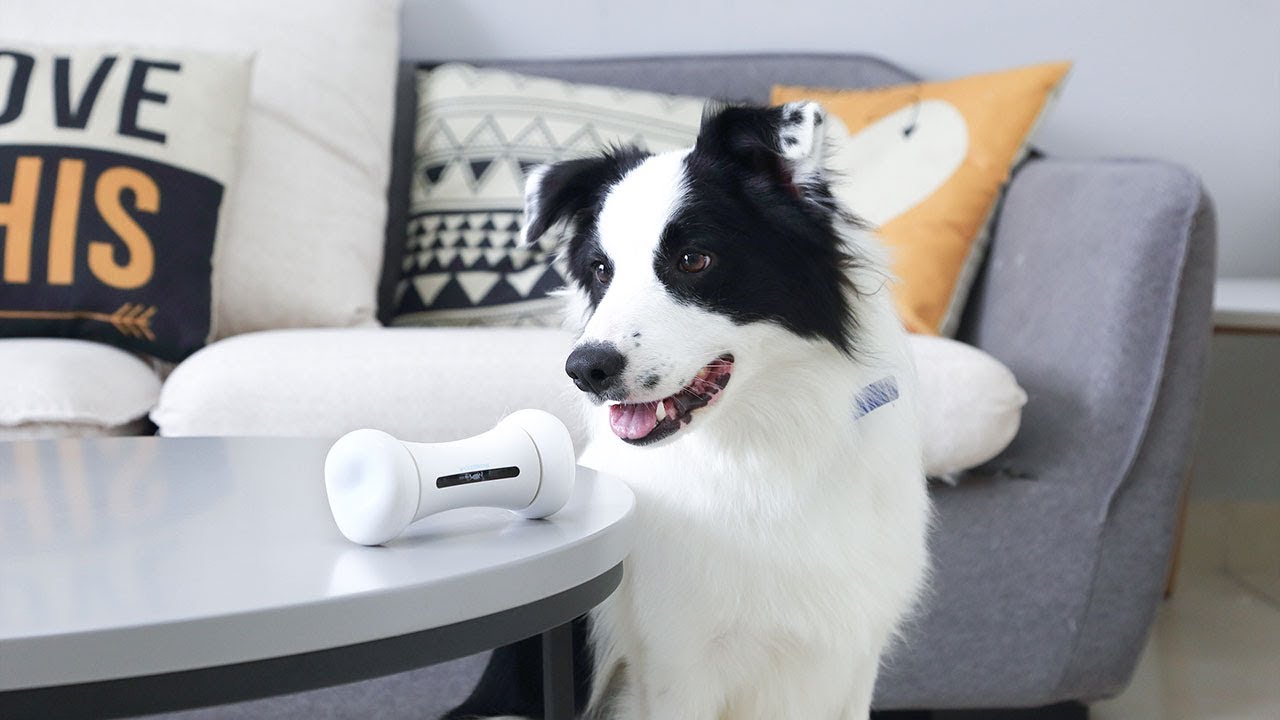 interactive dog bone