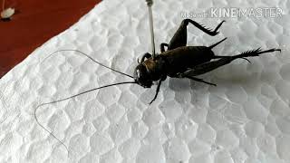 Partes de un insecto 4 🦗 // Entomología general