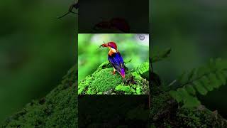 Oriental Dwarf Kingfisher | The Most Colorful Bird in Asia!