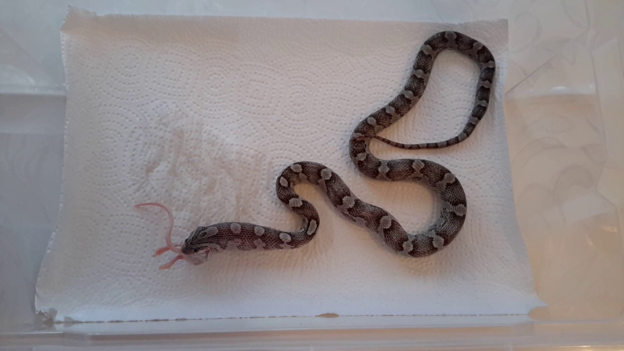 camera iphone 8 plus apk Feeding 11 grams small mouse to my 1 year old corn snake Anery