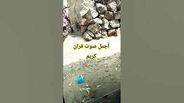 أجمل صوت قران الكريم♥️😴