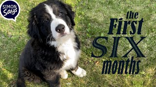 Meet Oreo (The First Six Months) Simon Says by Simon Says 375 views 1 year ago 13 minutes, 54 seconds