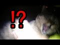「悲報」ワイ、猫に襲われる(嫌われる)