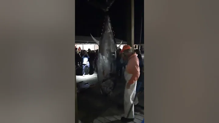 Tuna 2