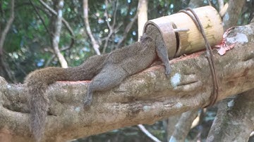 Create Bamboo Squirrel Trap To Catch Squirrel In The Jungle
