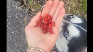 Тайные пристрастия нашей собаки | Хаски Ума во даёт