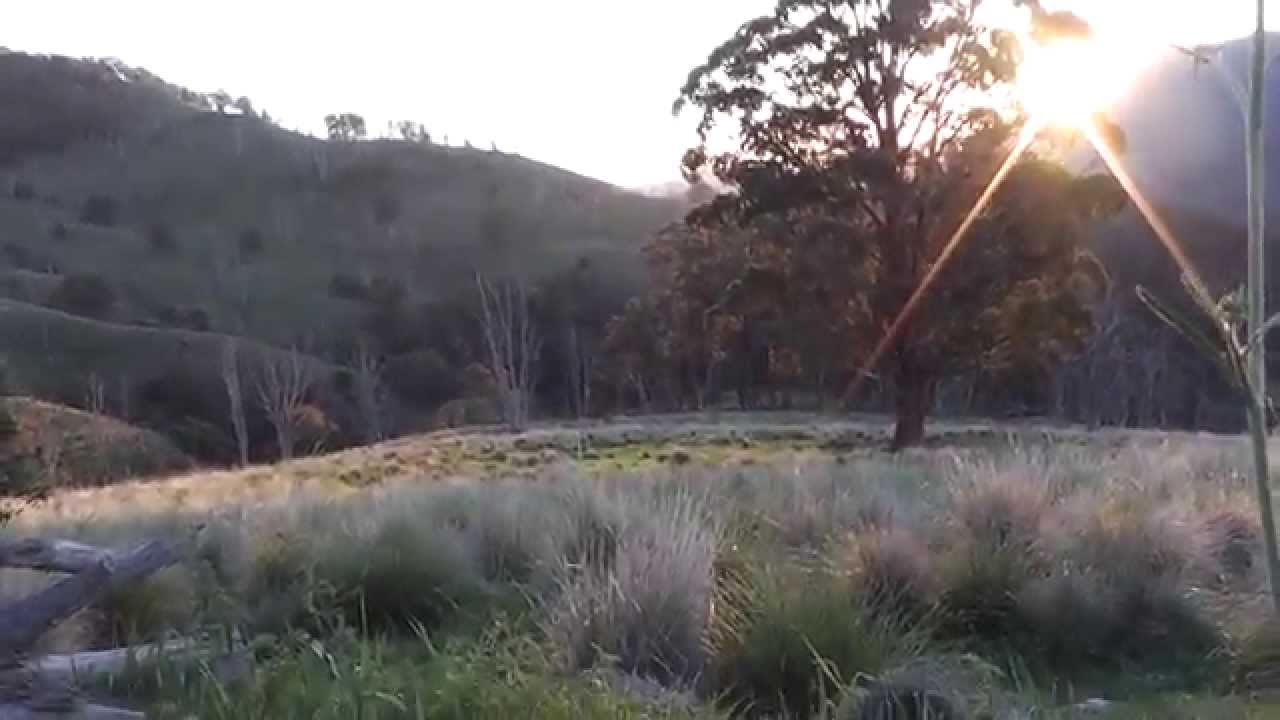 Pig Hunting - Upper Hunter Valley, NSW