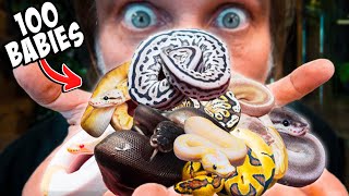 Inspecting 100 Of The Most Insane Baby Snakes!