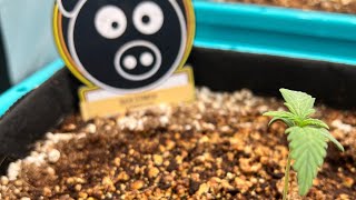 Seedlings week one progress Aircube ebb an flow, SpiderFarmer 5x5