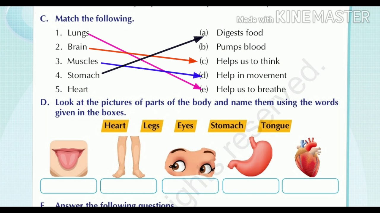 class 2 evs chapter 2 topic my body questions youtube