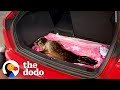 Hissing Baby Seal Who Was So Mad To Be Rescued Is So Happy When He Goes Back To The Wild | The Dodo