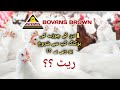 Bovans brown  bovans brown farming in pakistan  bovans brown day old chicks  poultry farming