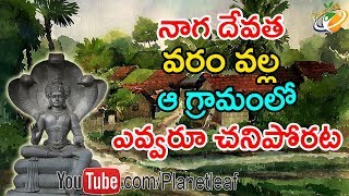 Mysterious village where snake bite is harmless for humans || అక్కడ పాము కరిచినా ఏమీ కాదట || with cc