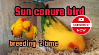 Sun conure parrot birds/ Sun conure beautiful  parrot bird good looking birds#viral#video