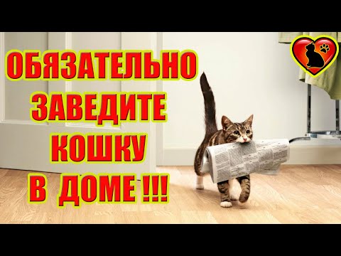 5 Причин Почему Нужно Завести Кошку в Доме!!!