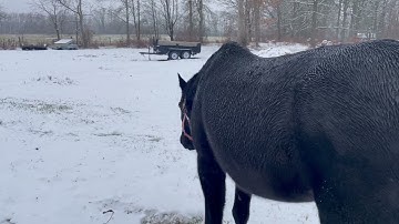 Very smart and nimble at picking out plants with her lips