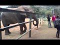 Feeding the Elephant