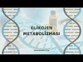 Tipakademisicom biyokimya  karbonhidratlar glikojen metabolizmas konu anlatm 2022
