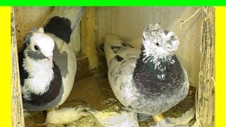 Все голуби сели на яйца. Голуби видео. Все голуби сели на яйца. Голуби видео.