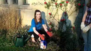 Bayer Advanced All-In-One Rose and Flower Care.mov