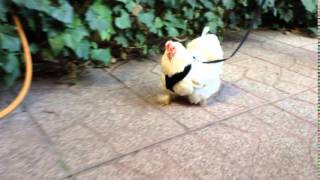 Walking the Chicken!