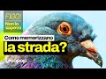 Come fanno i piccioni viaggiatori a sapere dove andare e ritrovare la strada di casa?