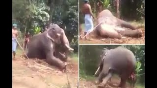 In Graphics: Elephant has its leg broken as workers tame it for use in India’s tourist t