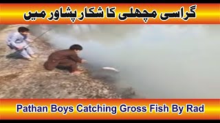 Garlic plus flour technique of catching big gross fish by rod || catching gross fish by rod || 2025