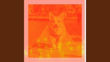 Pulsating Backdrops for Anxious Puppies