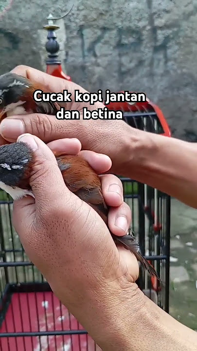 perbedaan burung cucak kopi jantan dan betina #cucakkopi