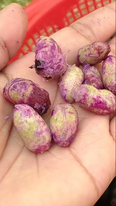 How to grow java/jamun from seeds#shorts#viralshorts#viral