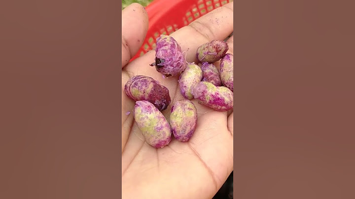 How to grow java/jamun from seeds#shorts#viralshorts#viral