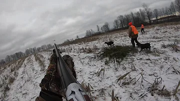 Pheasant Hunting at Bird's Eye View