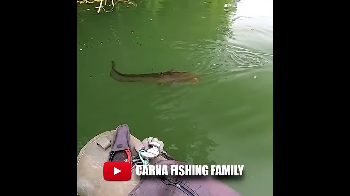 BIG FISH STRIKE 💥 #fishing #silure #catfish #shorts