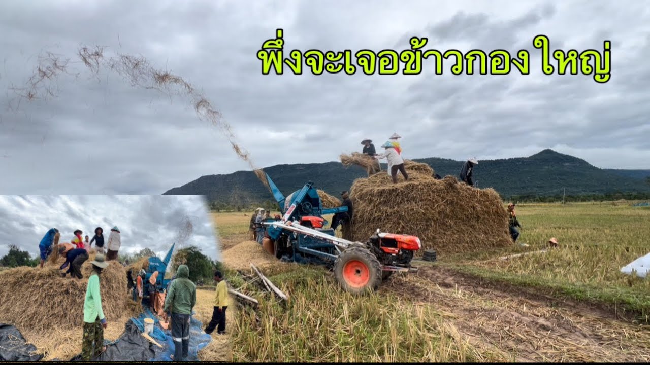 พึ่งจะเจอข้าวกองใหญ่ก็วันนี้ละ