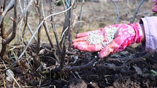 Сыпьте это под смородину в апреле ягоды будет пропасть. Первая важная подкормка не пропустите.