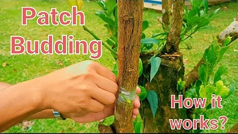 Patch Budding, you must try.