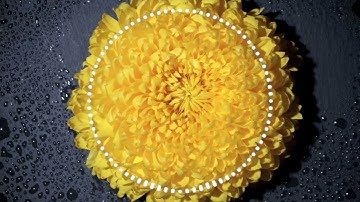 سورة لُقمان 20-28 القارئ إسلام صُبحي🌼🌸
