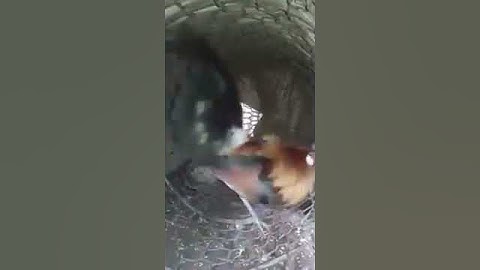 cách thuần hóa gà rừng rạc