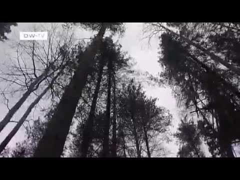 Video: Aufdeckung Des Ausmaßes Der Illegalen Abholzung Russischer Wälder - Alternative Ansicht