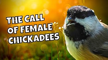 Broken Dee Call Explained | Black-capped Chickadee Calls and Sounds