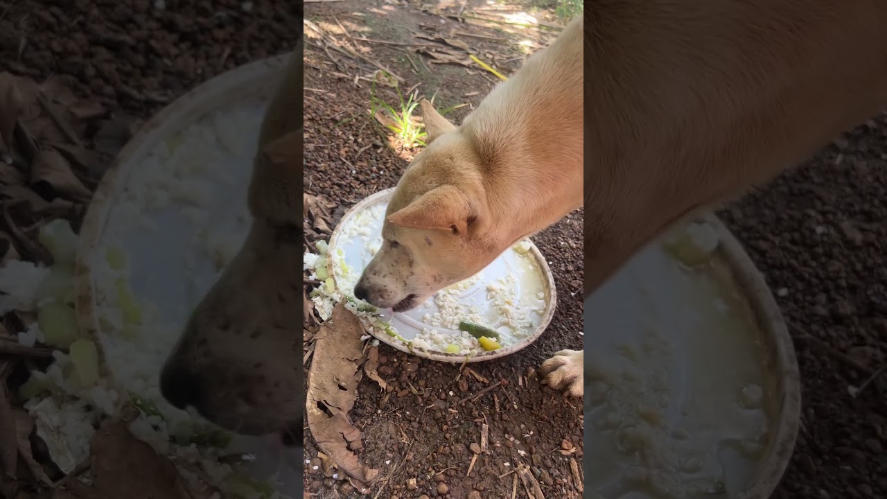 Raeraerenee711 He Is Very Loved And Spoiled I Promise Catlovers Cat Kitten - YouTube Auto PHP Script